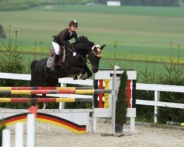 jumper Pepsy A (Hanoverian, 2001, from Potsdam)