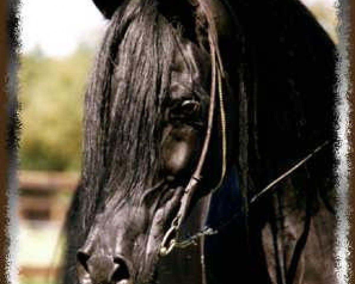 stallion Mouka-Tuam 1986 ox (Arabian purebred, 1986, from Joka-Tuam 1972 ox)