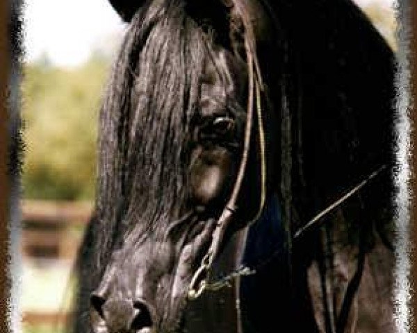 stallion Mouka-Tuam 1986 ox (Arabian purebred, 1986, from Joka-Tuam 1972 ox)