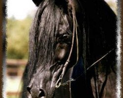 stallion Mouka-Tuam 1986 ox (Arabian purebred, 1986, from Joka-Tuam 1972 ox)