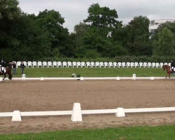 Rheinische Meisterschaften 2013 11.07.2013 44 Pony-Reitpferdeprüfung