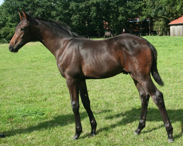 horse Ferrero (Westphalian, 2015, from Franziskus FRH)