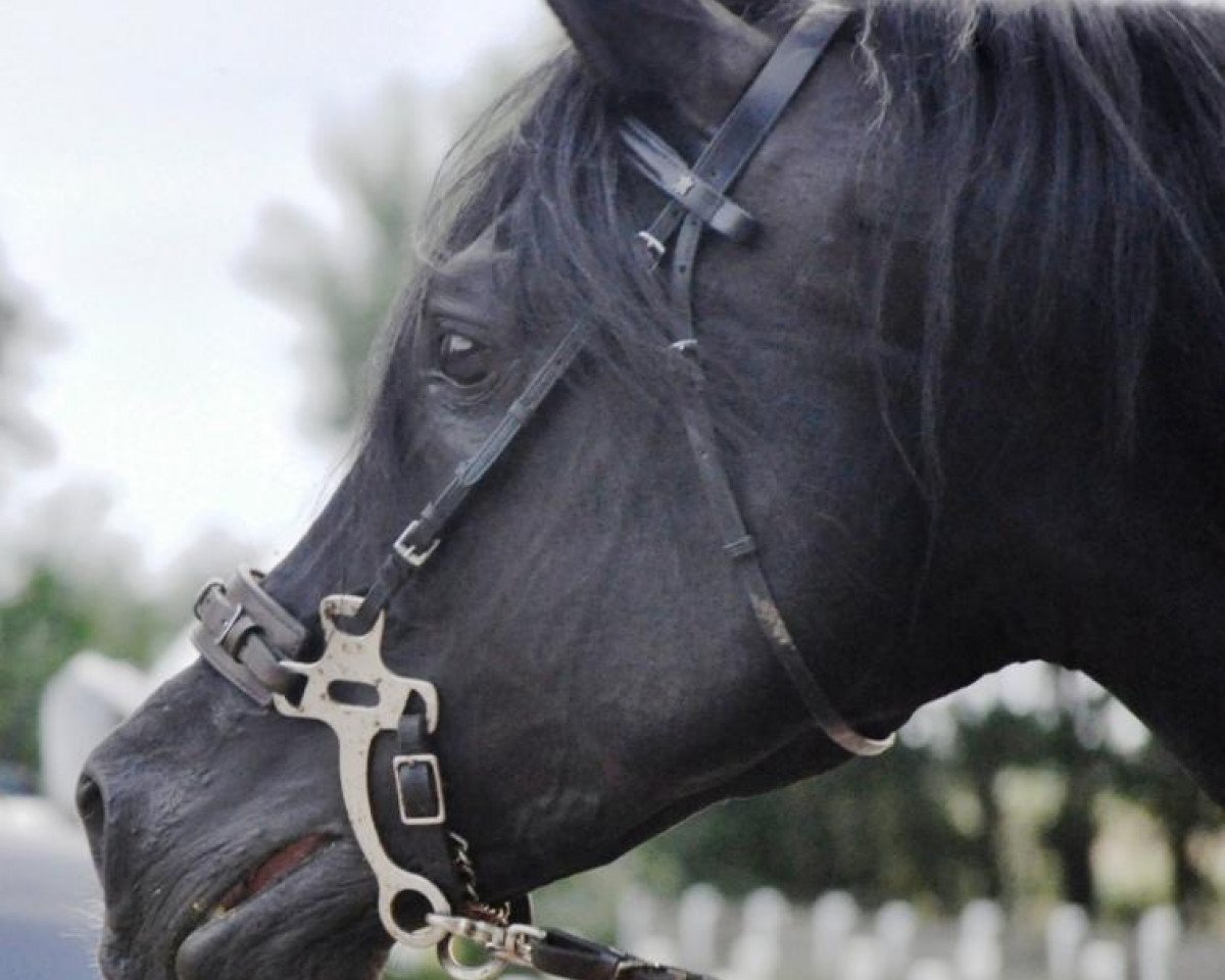 stallion Sheik Mandu 1996 ox (Arabian purebred, 1996, from El Aszud 1991 ox)