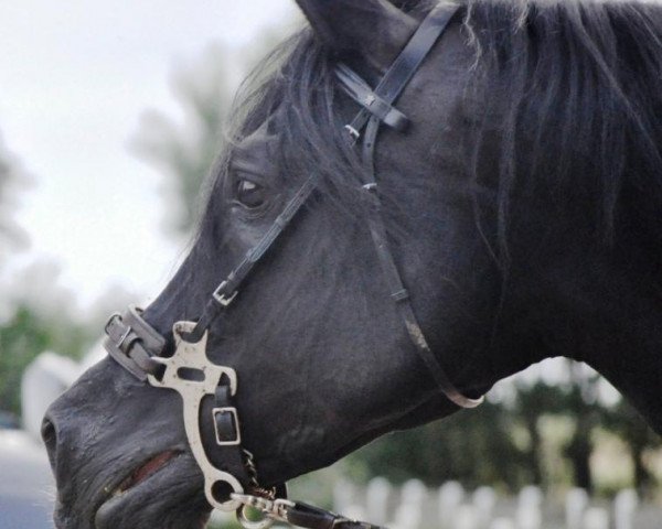 stallion Sheik Mandu 1996 ox (Arabian purebred, 1996, from El Aszud 1991 ox)