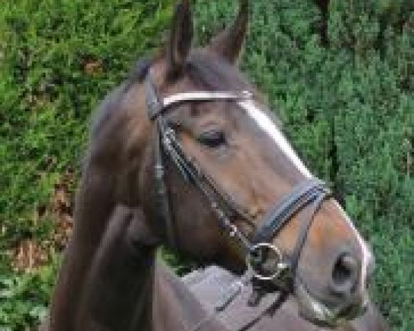 Springpferd Voulette (KWPN (Niederländisches Warmblut), 2002, von Carambole Z) Springpferd Voulette (KWPN (Niederländisches Warmblut), 2002, von Carambole Z)