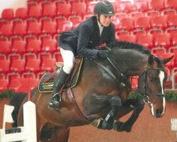 stallion Consotho (German Sport Horse, 2006, from Con Sherry)