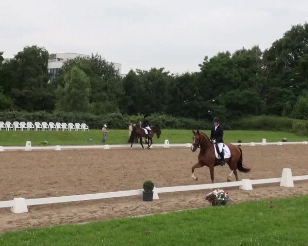 Rheinische Meisterschaften 2013 11.07.2013 43 Reitpferdeprüfung