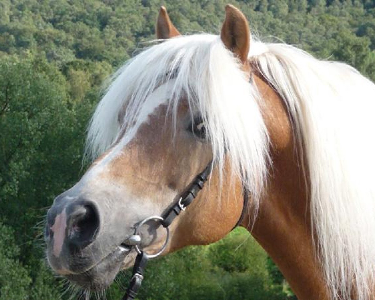 Deckhengst Almbube (Edelbluthaflinger, 1989, von Almwind)