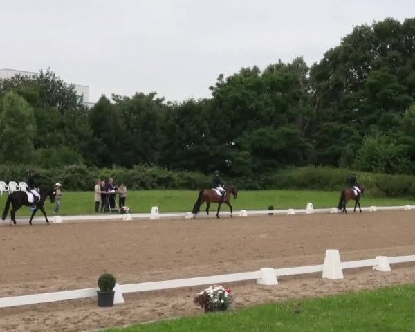 Rheinische Meisterschaften 2013 11.07.2013 43 Reitpferdeprüfung