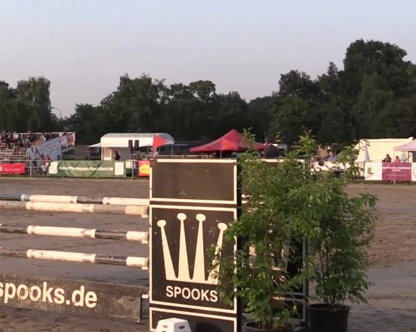 Rheinische Meisterschaften 2013 11.07.2013 38 Springpferdeprüfung Kl.M* - Sichtung BuCha 6j.