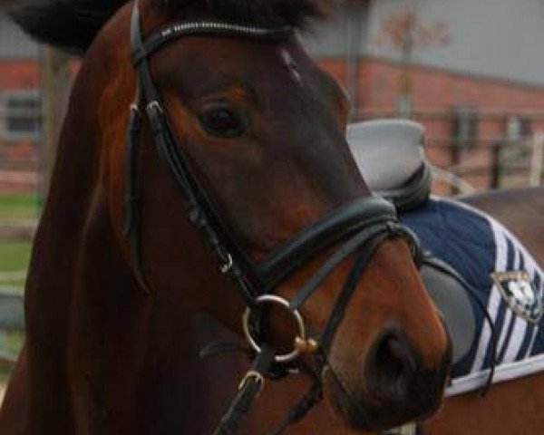 Dressurpferd Dramatic's Denira (Rheinländer, 2008, von Dramatic)