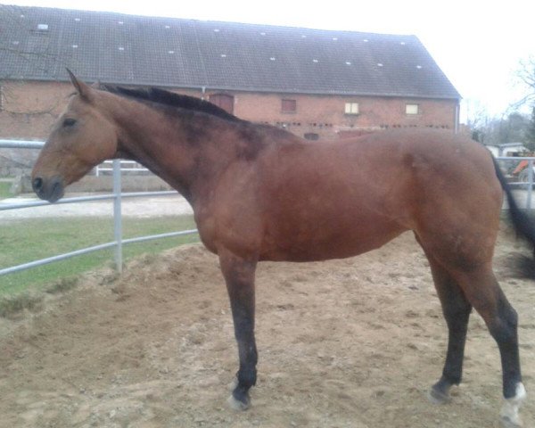 horse Wildlady 3 (Hanoverian, 1994, from Warkant)