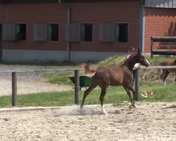 Video von Krümmel