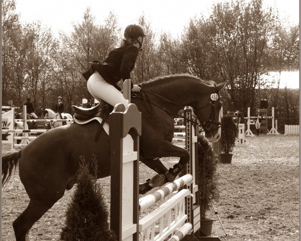 jumper Bijou de Brillant (Württemberger, 2005, from Cor de Brillant)