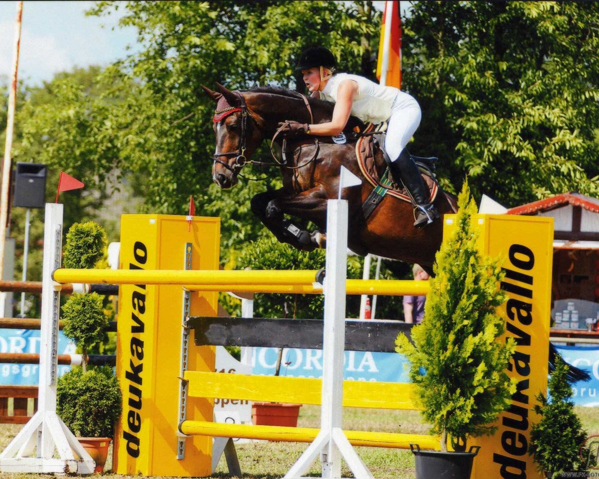 Zuchtstute Tolinda (KWPN (Niederländisches Warmblut), 2000, von Indoctro)