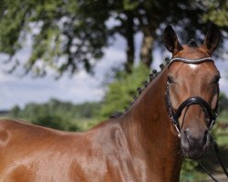 dressage horse Fantastic V (Westphalian, 2009, from Fineliner 2)