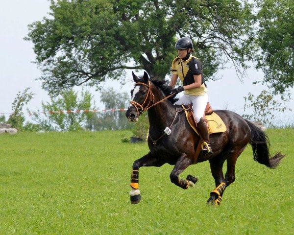 jumper Duggbert (Württemberger, 2000, from Donnerprinz)