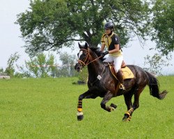 Dressage horse Duggbert (Württemberger, 2000, from Donnerprinz)
