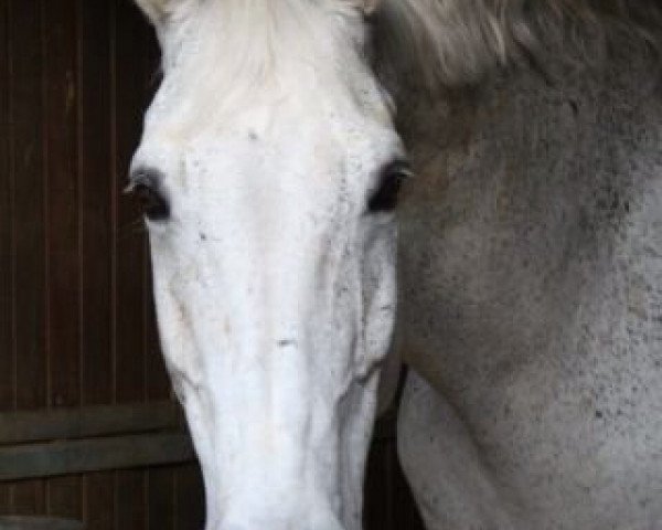 horse Ramanow R (Oldenburg, 1994, from Royal Angelo I)