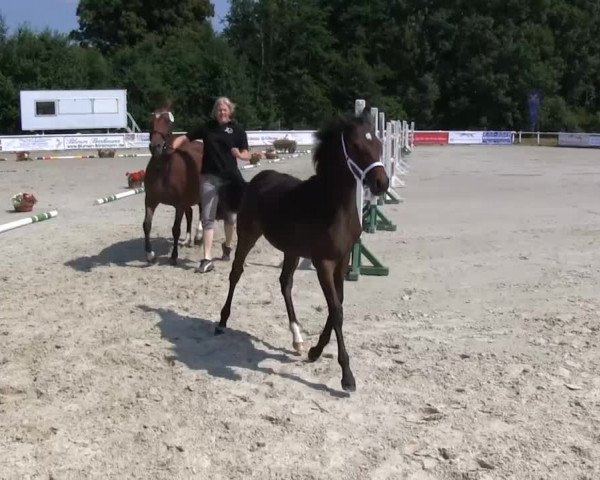 Stutenschau Brakel 2013
Dienstag, den 09.07.2013

