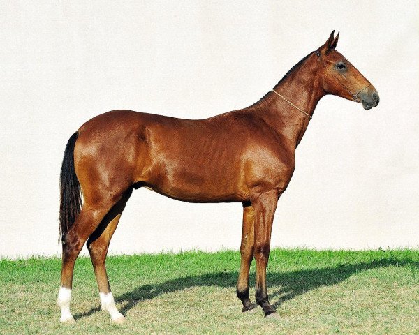Pferd Gumyr (Achal Tekkiner, 2010, von Tadjmakhal)