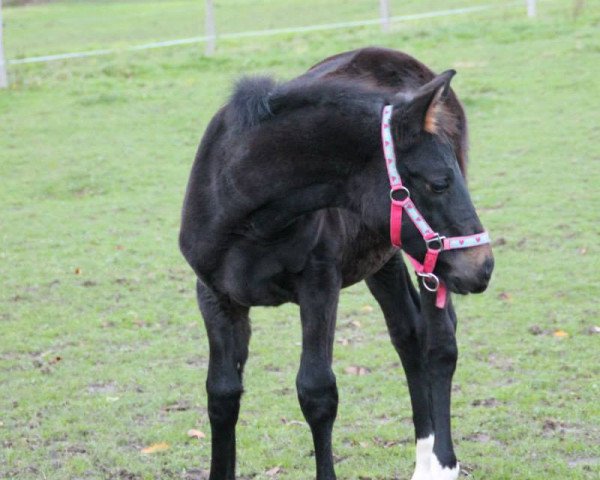 dressage horse Kannan's Kadence (Zweibrücken, 2013, from Kannan)