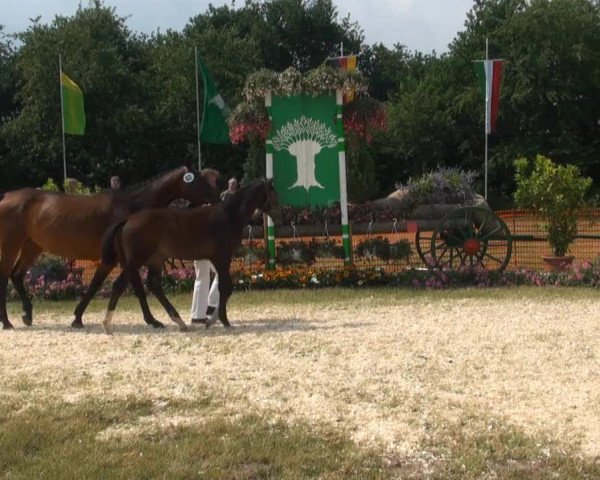 Fohlenschau Hünxe, 04.07.2013