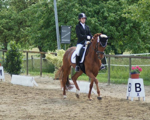 horse Londongirl B (Hanoverian, 2004, from Londonderry)