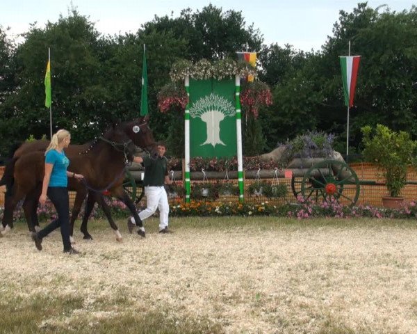 Fohlenschau Hünxe, 04.07.2013