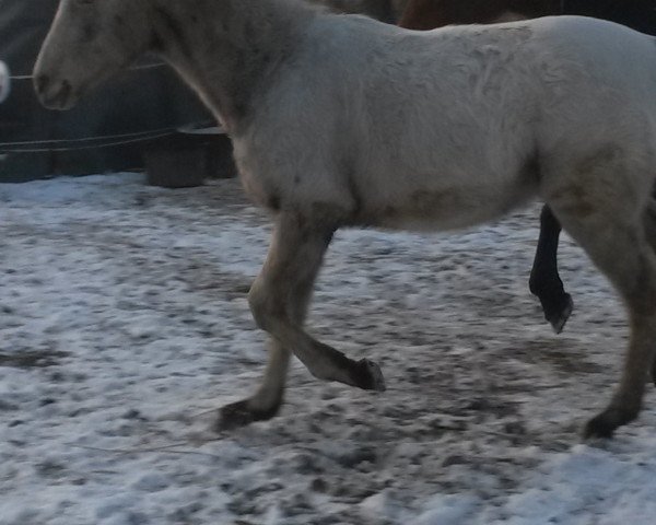 Pferd Devito (Knabstrupper, 2012)