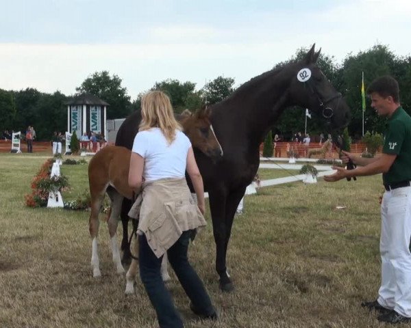 Fohlenschau Hünxe, 04.07.2013