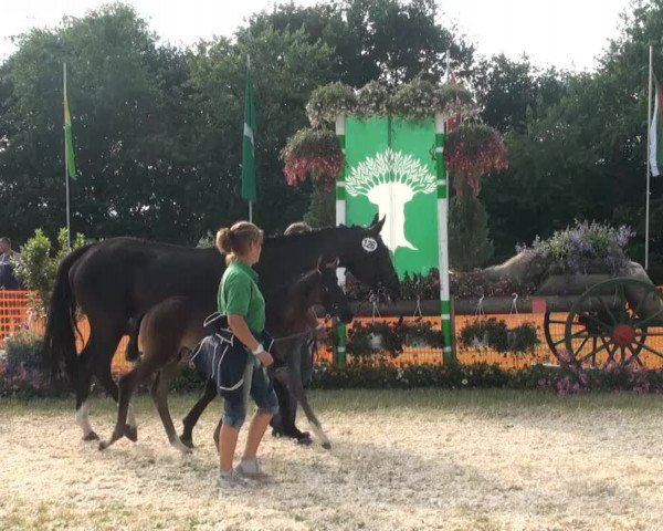 Fohlenschau Hünxe, 04.07.2013