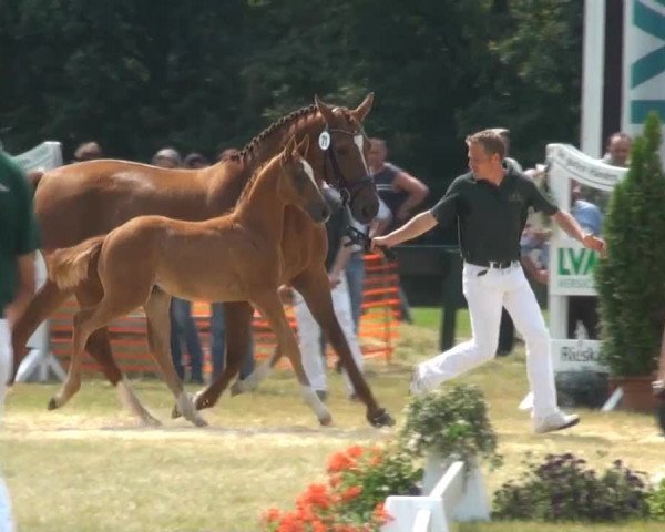 Fohlenschau Hünxe, 04.07.2013