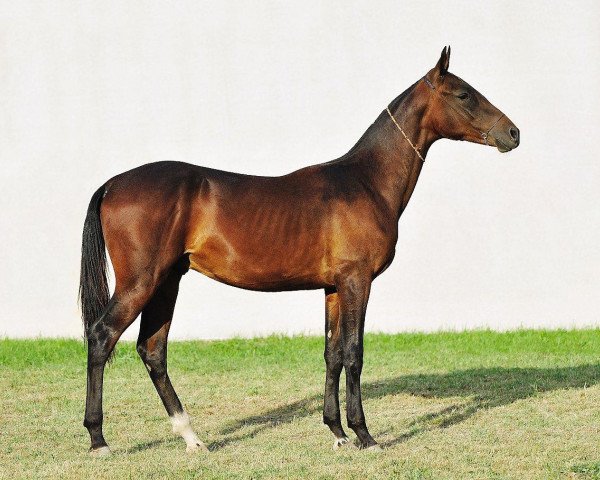 Pferd Asyl (Achal Tekkiner, 2010, von Salyr) Pferd Asyl (Achal Tekkiner, 2010, von Salyr)