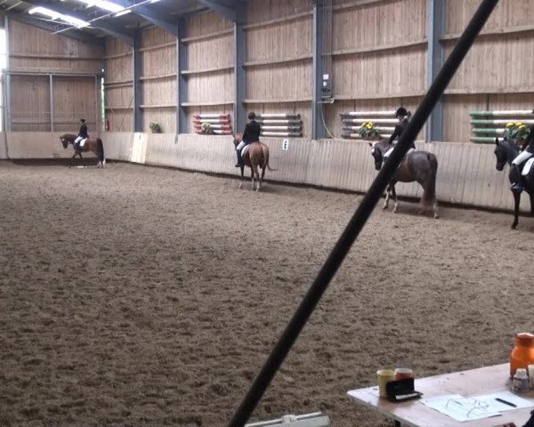 Video of Pauline 385, Magic Flower 2, Jonny 455
