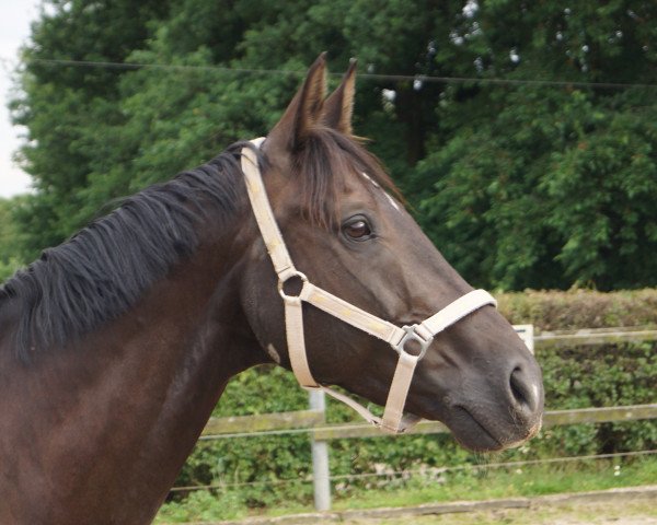 jumper Eberhardt (Hanoverian, 2003, from El Bundy)