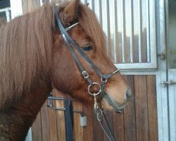 stallion Askur vom Birkenwäldchen (Iceland Horse, 2008, from Högnudur vom Wiesenhof)