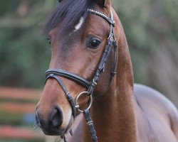 jumper Can a lot J (German Riding Pony, 2011, from Can Dance 3)