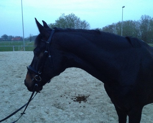 dressage horse Don Panamera (Hanoverian, 2008, from Don Frederico) dressage horse Don Panamera (Hanoverian, 2008, from Don Frederico)