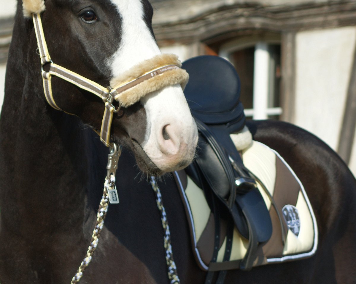 jumper Danilo de Luxe CH (Swiss Warmblood, 2009, from De Niro)