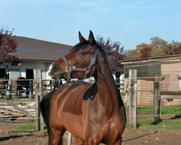 broodmare A Sunshine Day (Oldenburg, 2002, from Sunny-Boy) broodmare A Sunshine Day (Oldenburg, 2002, from Sunny-Boy)