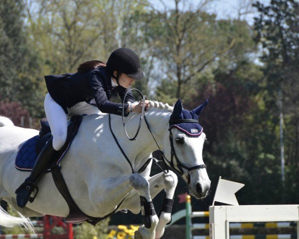 jumper Classic Star 004 (Holsteiner, 1997, from Contender)