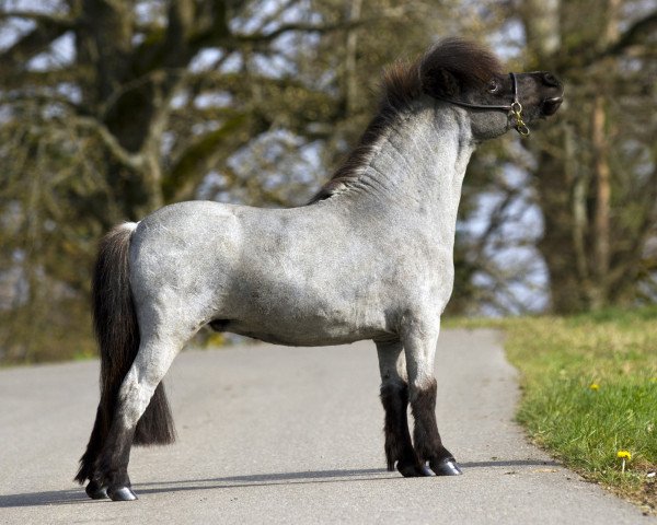 broodmare Juvaltas Fabiola JH (Shetland pony (under 87 cm), 2012, from Crazy Colours Troll)