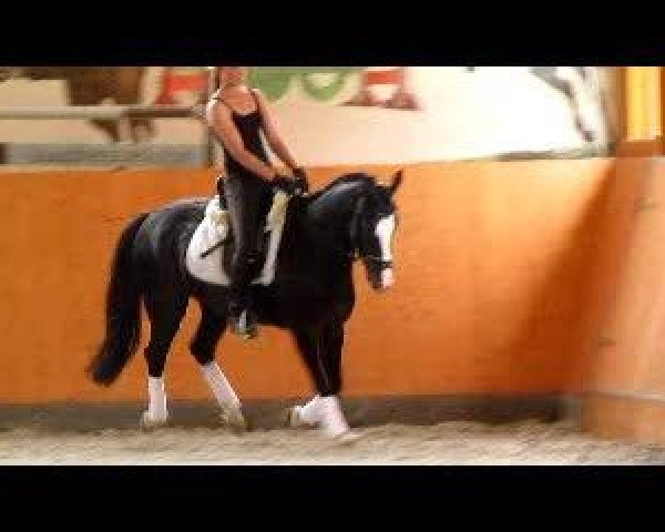 Video di Winchester Delight
