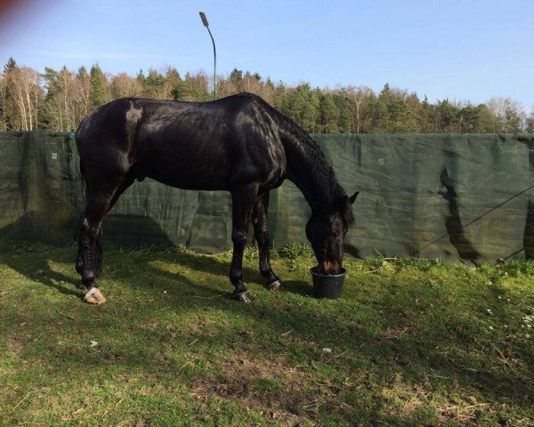 dressage horse Leonidas 114 (Austrian Warmblood, 2004, from Literat) dressage horse Leonidas 114 (Austrian Warmblood, 2004, from Literat)