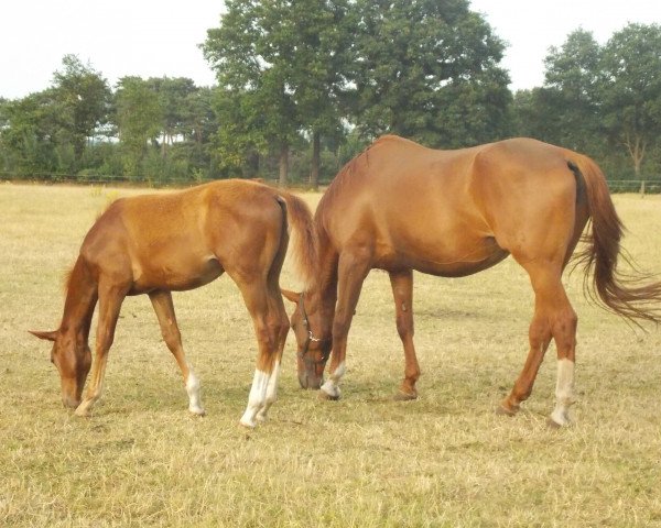 Springpferd Berlusconi H (Westfale, 2013, von Belconi)