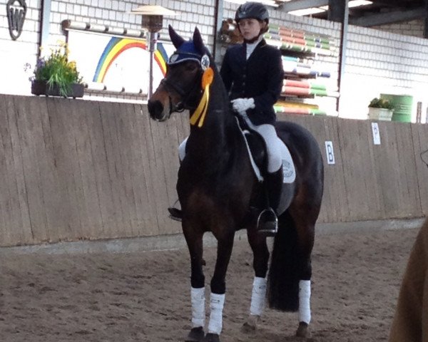 Dressurpferd Solanca (Deutsches Reitpony, 2004, von Buenteeichen Cantango)