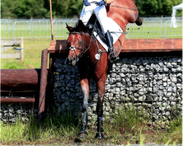 jumper Amika 17 (Hanoverian, 2005, from Abke 4)