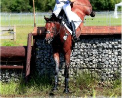 jumper Amika 17 (Hanoverian, 2005, from Abke 4)