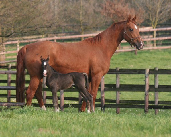 broodmare Pia Rossa (Westphalian, 2010, from Pacco II)